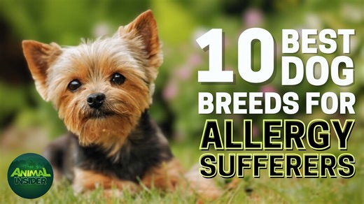 Best hypoallergenic breeds for allergy-prone dog lovers   Like this? We post more weekly at  Animal Insider #HypoallergenicDogs #AllergyFriendly #NonShedding #LovelyAnimalsWorld | Lovely Animals World | Facebook