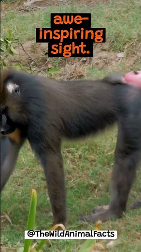 The Remarkable Display of The Mandrill | The Wild Animal Facts