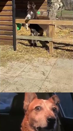Pet Fun Fails That wow😂 #shorts #viral