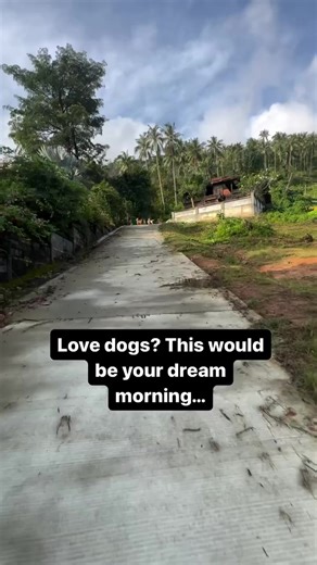 While we focus on funding sterilizing, adoptions and helping street dogs at scale, there really is nothing that beats the sheer joy of the morning feeding round 😄 #streetdogs #dogrescue #dogfeeding #dogsoffacebook | Happy Doggo