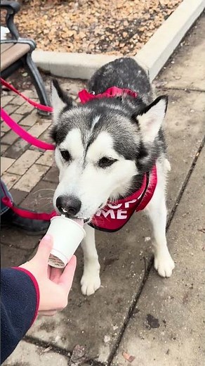 Meet Lucas a Siberian Husky currently available for adoption! 2/24/2026 9:55:11 AM