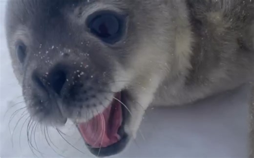 这条仿生威德尔姆姆从一场漫长的梦醒来之后，习得了电子羊的“mer语”。