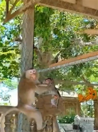 The baby monkey got stuck under the wire mesh. The mother monkey pulled hard and saved it | Monkey Video