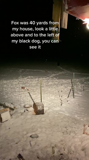 LGD Dogs Chase Fox Off Property