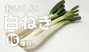 根深ネギ(白ネギ・長ネギ)の有名品種16種類！特徴やおすすめの食べ方や通販も！ | Life is Beautiful