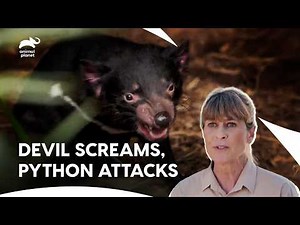 Robert Bit by Python During Zoo Relocation | Crikey! It's The Irwins S1 E7 | Animal Planet