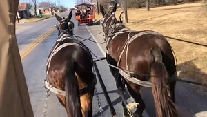 15K views · 459 reactions | Gorgeous Black Mules, Highway Time. Hutto Mule and Farming. #mules #black #highway #timeflies | Hutto Mule and Farming | Facebook