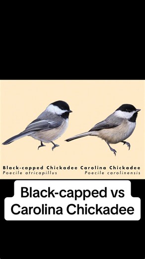 Black-capped Chickadee vs Carolina Chickadee Explained