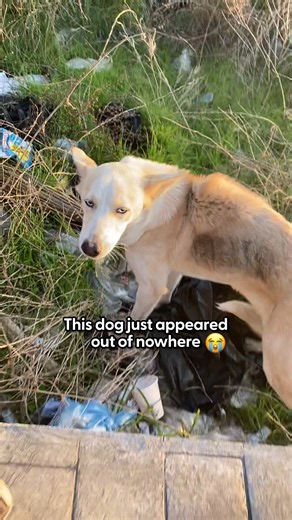 The moment she finally felt safe, her joy came pouring out 💛 Sarah shared how she found this dog alone with a broken leg in the middle of nowhere — and how patience, care, and love helped her heal and feel whole again ❤️‍🩹 Special thanks to Lily, Sarah, Saydeh & Dr. Roy! Keep up with them on Instagram: thedo.do/rescuing_in_lebanon. | The Dodo