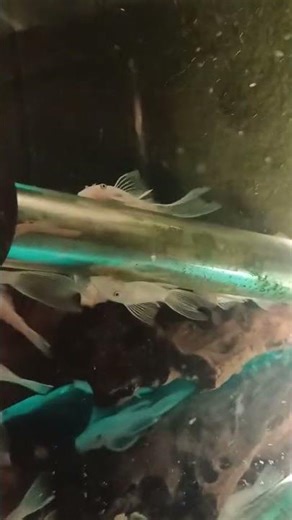 Ancistrus snow white