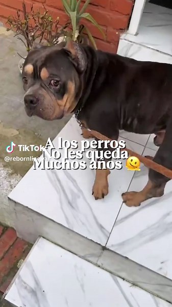 Descubre la mejor comida Barf para perros saludables