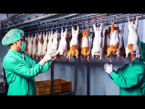 Inside China’s $3 Million Guinea Pig Farms | How Farmers Raise Cuyes for Meat
