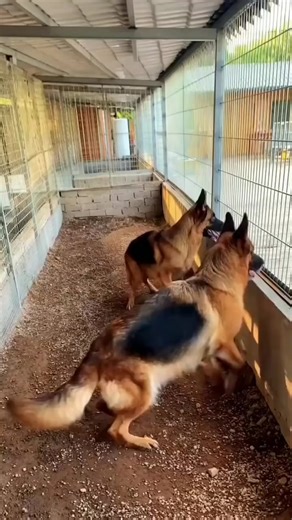 Who is making noise? They are looking for their opponent.🐕🐕 | German shepherd community