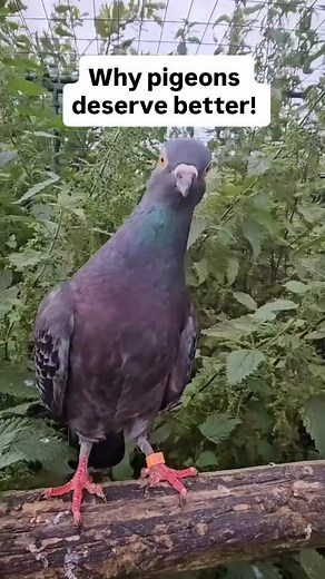 This needs to be said… pigeons deserve love & respect! 🫡🥰 These beautiful animals are often overlooked and even abused because so many people don’t see them for what they really are—intelligent and beautiful creatures! Special thank you to @littlegreenpigeon who do an incredible job rescuing and advocating for pigeons 🙏🏻 👉Do you think pigeons deserve better? Like this post if you agree! ✨ Pigeon footage featured from Little Green Pigeon in addition to: lesgensdanslemetro_ (tt) faustus.thepi