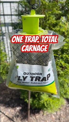 How I Got Rid of Flies in Minutes!