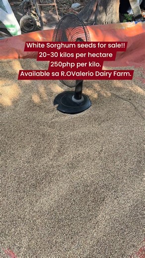 Praise the Lord! 🌾 Benefits of Sorghum Silage in Ruminant Animals1. High Energy SourceSorghum is rich in carbohydrates, which provides animals with the energy needed for growth, milk production, and reproduction.Comparable energy content to corn silage, but cheaper to produce.2. Good for Areas With Limited WaterSorghum is drought-tolerant, making it ideal for farmers in dry seasons or areas with unpredictable rainfall.Ensures feed availability even during difficult climate conditions.3. Cost-Ef