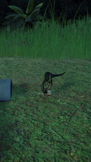 Watch the Compys Go Crazy for Food! 🦖