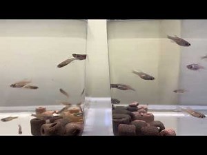 251110-2-示範缸 #zebrafish #斑馬魚 #fishtank #aquarium #mutant