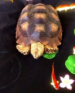 Virtual Spa Day: You have to keep the talent happy. Thanks TikTok 😂❤️ | Tucker The Tiny Tortoise