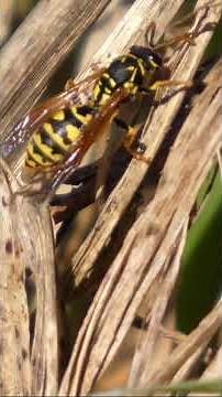 Spring Bugs: Fascinating Insects to Spot This Season!