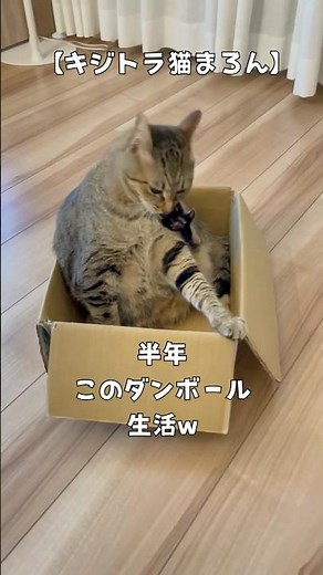 Half a Year Living in a Cardboard Box [Maron the 2-Year-Old Tabby Cat]