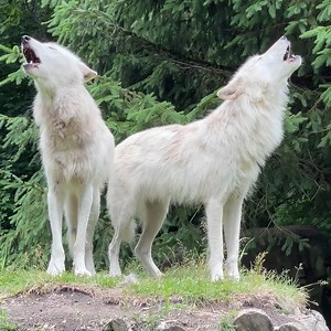 A world without howls is a world without happiness 🐺 #RelistWolves | Wolf Conservation Center