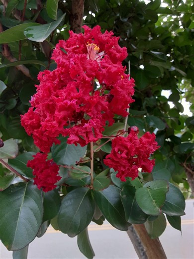 Three Deep Red Crape Myrtle Bareroot 2  Ft., Fast Growing Low Maintenance Shrub - Etsy