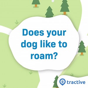 The Tractive LTE GPS DOG tracker enables you to view your dog's location from anywhere, anytime. 🌎 LIVE TRACKING & LOCATION HISTORY - Follow your furry friend's every step in real-time on your phone. See where your dog has been and what they've been up to. ⛓ VIRTUAL FENCE - Mark safe spaces, like your garden, and know the moment your dog leaves one - and when they come back safely. 🎖 ALL-DAY ACTIVITY MONITORING - Track active time, rest and calories burned. Set fitness goals. Keep your buddy i