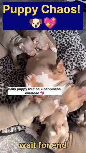 Bully Puppies & Mom Playing 🐶 | Daily Cute Puppy Moments #Shorts