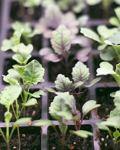 Seed Starting 101 | Complete Guide to Seed Starting