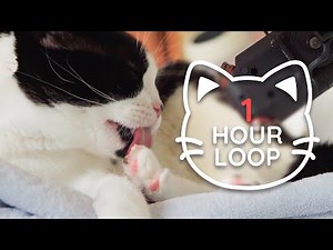 🎧 ASMR Cat Grooming 👅 #71 (1 HOUR LOOP)