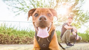 Introducing the new Arizona Humane Society. Watch to learn about our radical shift to save more animal lives. | Arizona Humane Society