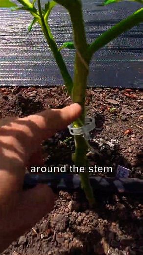 How I Support Indeterminate Tomatoes With Plant Clips