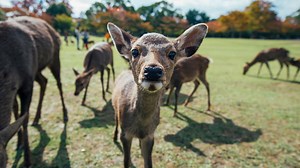 Inside the Secret World of Deer | Animal Empires