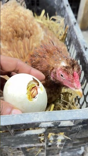 Young hen successfully harvesting geese eggs