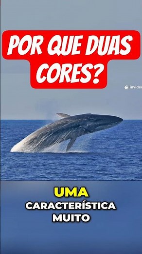 The mystery of the whale's "two-colored face"! 🐋