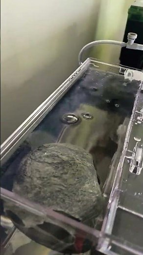 Fluval breeder box installed.