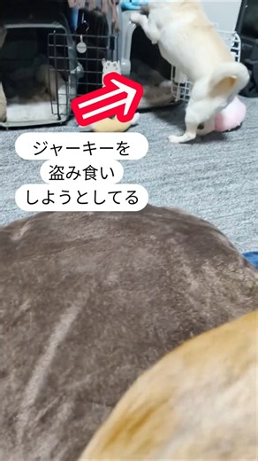 全身トリミングしたら、ｽﾑｰｽぽくなった😅