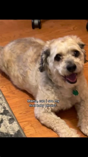 Cody puppy pic. #capcut #puppy #dogsoftiktok #dog