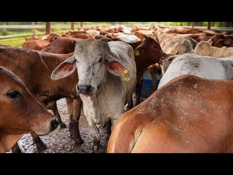 Dozens of Cows in a Large Farm Barn | Peaceful Cattle Farm Life