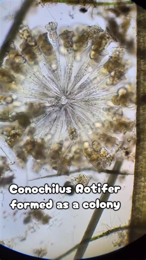 Conochilus Rotifer. A colony species of rotifer that form in fresh water environments. Some organisms like bryozoan form in colonies that are created through budding. A reproductive method of growing clones from an original host. Rotifers don't reproduce this way so this colony forming is done differently either through new borns forming their own colonies or finding a solo adult and latching on to it as a form of Rotifer Daycare. #microscopy #microscope #STEMtok #rotifer #sciencetok