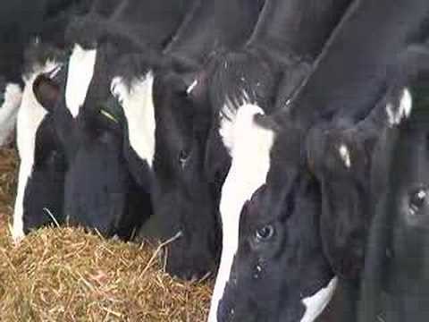 Bluetongue symptoms - bluetongue video 1