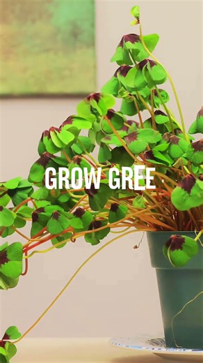 Ideas to Upscale Sustainability in the Classrooms