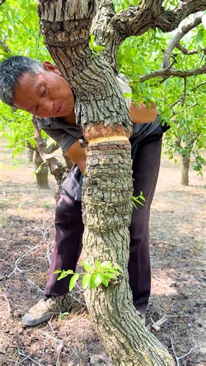How To Sweeten Fruit Naturally #farmingtech