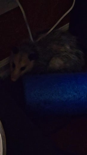 1K views · 34 reactions | Okay so after the Fiasco outside Clyde followed me on a walk and when we got back the possum was gone so I'm sitting watching football in the living room and Clyde goes over and was looking in the corner so I get up and this is what I find I had to go get some oven mitts got it by the tail and took it back outside LOL never dull moment | David Reading | Facebook