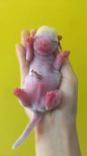 Chưa kịp quay lại hành trình lớn của con thì con đã bỏ mẹ để đi về thế giới khác r Kiếp sau đầu thai làm ng nhé con Yêu và thươg con Bánh bao của mẹ😞