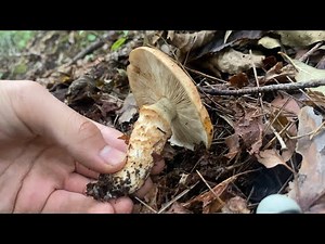 きのこ狩り 松茸のそっくりさん他、ハナイグチやショウゲンジを収穫。