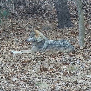 30K views · 1.8K reactions | Mexican gray wolf Betty's webcam is still down (we're working on it!) but we were able to grab a quick clip today! She's as beautiful as ever ❤️ Head over to our Twitch to watch more of the wolves ➡️ https://www.twitch.tv/wolfconservationcenter | Wolf Conservation Center | Facebook