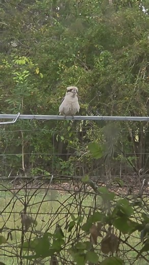 Homer The Bird #simpsons #funny #homersimpson #kookaburra #wildlife