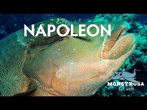 Napoleon of the Reef A.K.A The Humphead Wrasse